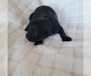 Pom-A-Poo Puppy for sale in HENDERSON, NV, USA