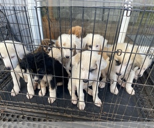 Anatolian Shepherd-Great Pyrenees Mix Puppy for sale in GREENWOOD, SC, USA