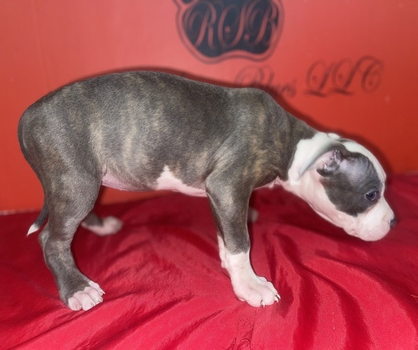 Medium Photo #4 American Pit Bull Terrier Puppy For Sale in TRENTON, NJ, USA