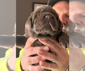 Medium Labrador Retriever