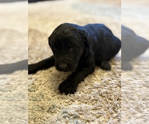 Labradoodle Puppy for Sale in SNOW CAMP, North Carolina USA