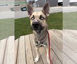 Small #2 Gerberian Shepsky