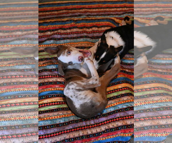 Medium Photo #3 Australian Shepherd Puppy For Sale in Wakefield, RI, USA