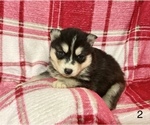 Small Photo #4 Siberian Husky Puppy For Sale in DEARBORN, MO, USA