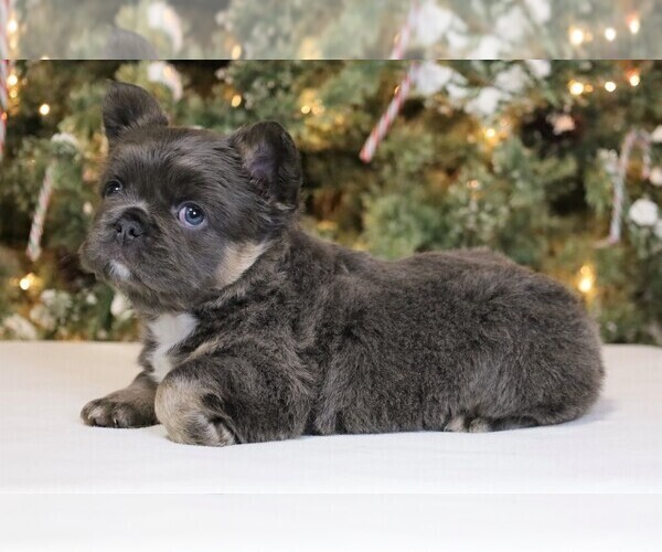 Medium Photo #5 French Bulldog Puppy For Sale in FREDERICKSBURG, OH, USA