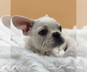 French Bulldog Puppy for sale in BOSTON, MA, USA