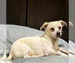 Jack Chi Dogs for adoption in Princeton, MN, USA