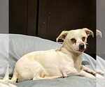 Small Jack Chi