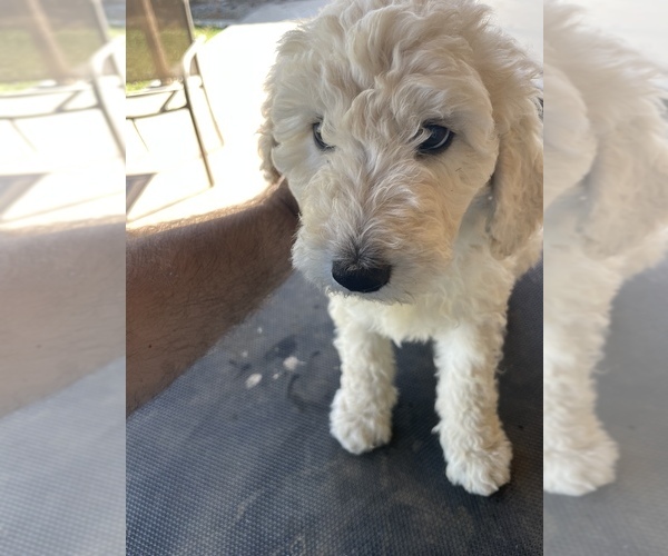 Medium Photo #9 Poodle (Standard) Puppy For Sale in BAKERSFIELD, CA, USA