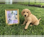 Small Photo #20 Goldendoodle Puppy For Sale in SUGAR LAND, TX, USA