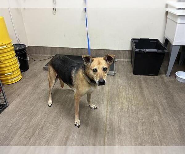 Medium Photo #1 German Shepherd Dog-Unknown Mix Puppy For Sale in Pasadena, CA, USA