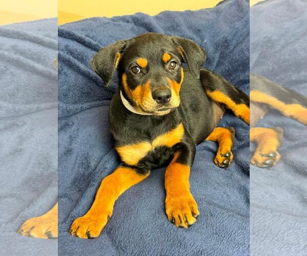 Medium Photo #2 Labrottie Puppy For Sale in Rockwall, TX, USA