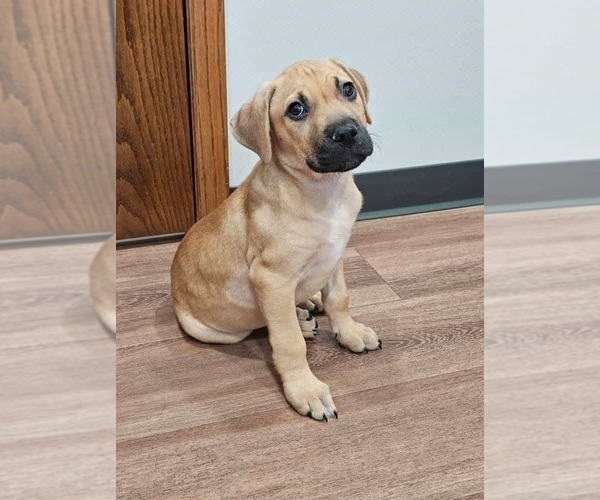 Medium Photo #1 Mutt Puppy For Sale in Waterloo, IA, USA