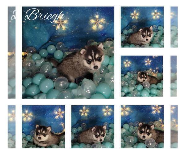 Medium Photo #4 Pomsky Puppy For Sale in NILES, OH, USA