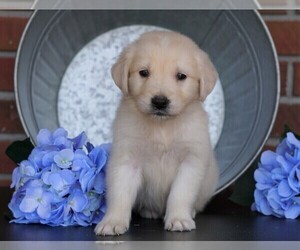 English Cream Golden Retriever Puppy for sale in FREDERICKSBG, OH, USA