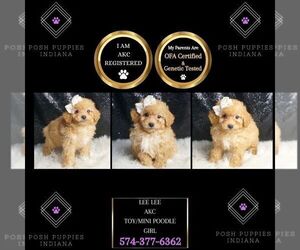 Poodle (Miniature) Puppy for sale in WARSAW, IN, USA