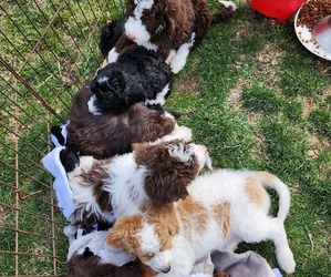 Bernedoodle Litter for sale in EVERETT, PA, USA