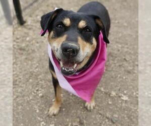 Rottweiler-Unknown Mix Dogs for adoption in San Antonio, TX, USA