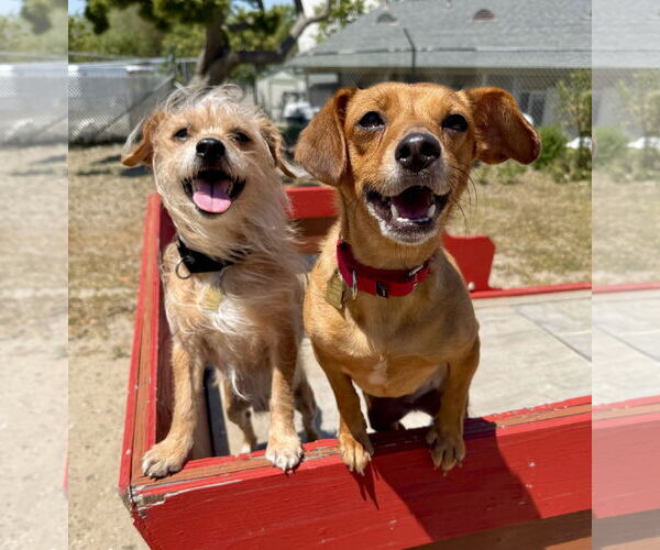 Medium Photo #2 Mutt Puppy For Sale in Seal Beach, CA, USA