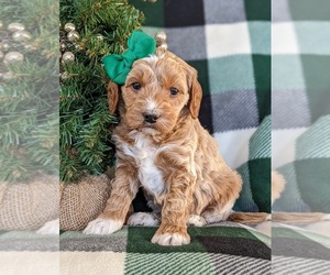 Goldendoodle (Miniature) Puppy for sale in KIRKWOOD, PA, USA