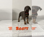 Small Photo #1 Doberman Pinscher Puppy For Sale in TEMPLE, TX, USA