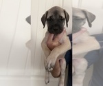 Puppy Fawn Mastiff