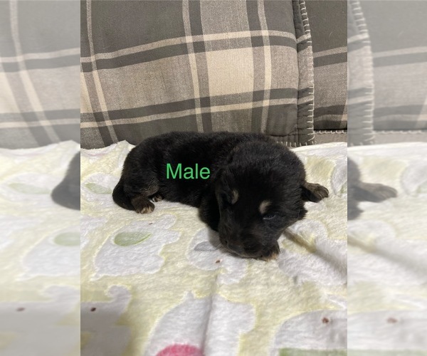 Medium Photo #7 German Shepherd Dog Puppy For Sale in ALACHUA, FL, USA