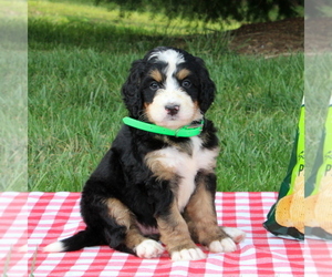 Bernedoodle Puppy for sale in WASHINGTON BORO, PA, USA