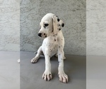 Small Photo #2 Dalmatian Puppy For Sale in MERCED, CA, USA