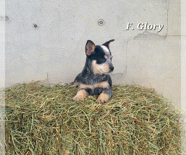 Medium Photo #1 Australian Cattle Dog Puppy For Sale in NATHALIE, VA, USA