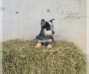 Australian Cattle Dog Puppy for sale in NATHALIE, VA, USA