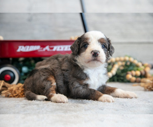 Medium Goldendoodle (Miniature)