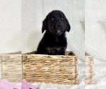 Small #3 Golden Shepherd