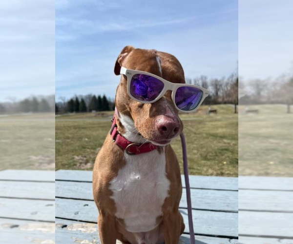 Medium Photo #5 American Pit Bull Terrier-Blue Lacy Mix Puppy For Sale in Rockaway, NJ, USA