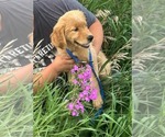 Puppy Puppy 2 Golden Retriever