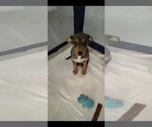 Australian Shepherd-Cardigan Welsh Corgi Mix Dogs for adoption in Sanford, FL, USA