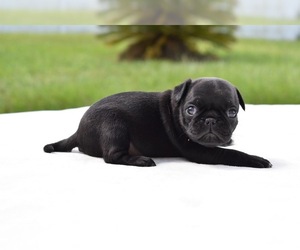 Pug Puppy for sale in PALM COAST, FL, USA