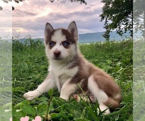 Siberian Husky Puppy for sale in DRY RUN, PA, USA
