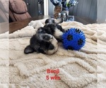 Small Photo #2 Schnauzer (Miniature) Puppy For Sale in KOKOMO, IN, USA