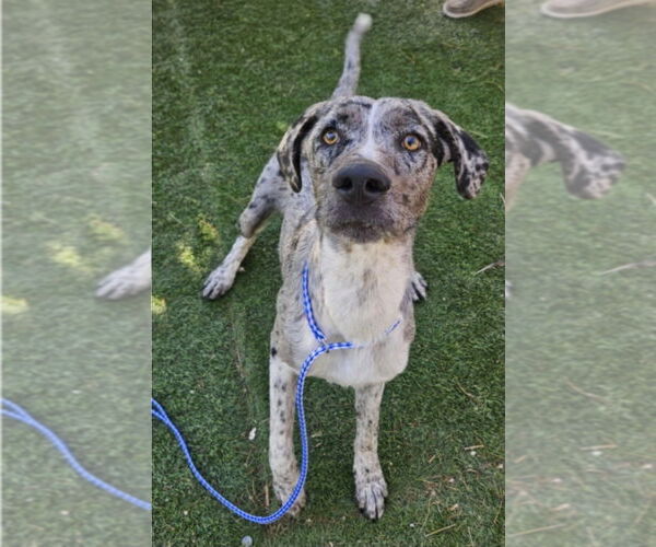 Medium Photo #2 Catahoula Leopard Dog-Unknown Mix Puppy For Sale in Lakewood, CO, USA