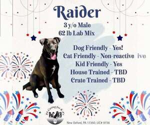 Labrador Retriever-Unknown Mix Dogs for adoption in New Oxford , PA, USA