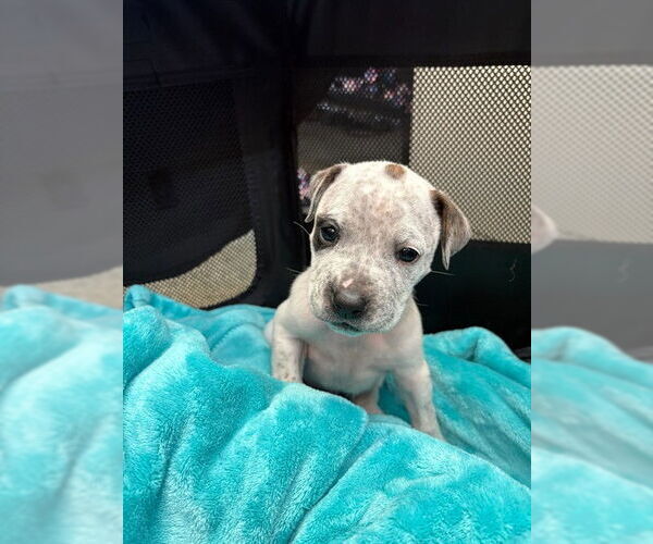 Medium Photo #1 Chihuahua-Toy Fox Terrier Mix Puppy For Sale in Fremont, CA, USA