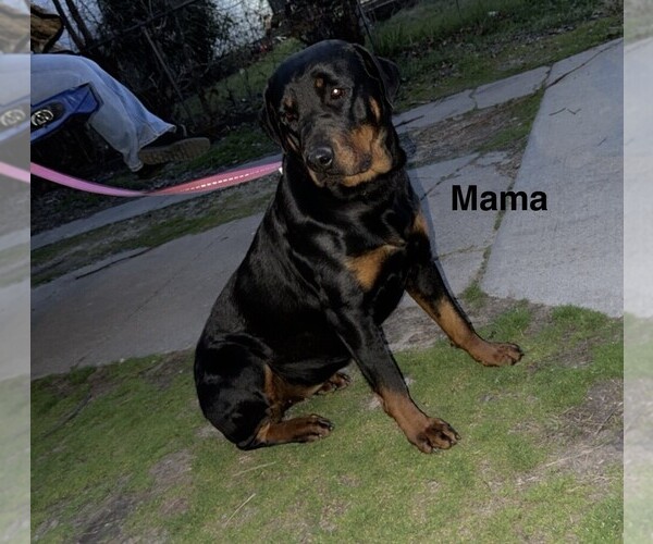 Medium Photo #1 Rottweiler Puppy For Sale in FORT WORTH, TX, USA