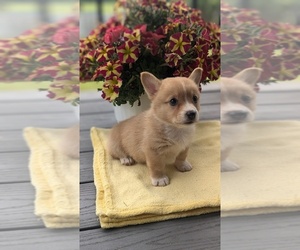 American Corgi Puppy for sale in GOSHEN, IN, USA