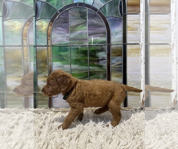 Medium Photo #10 Goldendoodle Puppy For Sale in ABILENE, TX, USA