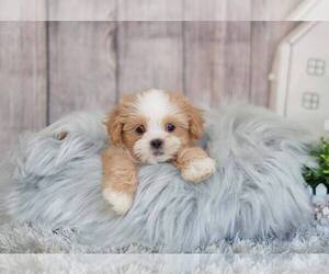 Mal-Shi-Unknown Mix Puppy for sale in FULLERTON, CA, USA