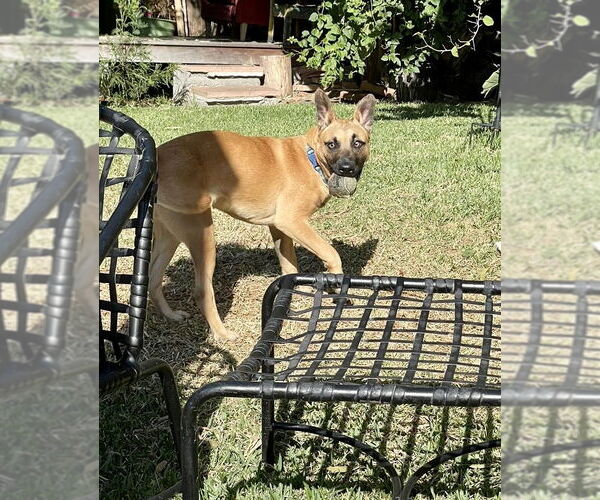 Medium Photo #13 Mutt Puppy For Sale in Dana Point, CA, USA