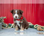 Small Photo #27 Miniature Australian Shepherd Puppy For Sale in MILLERSBURG, OH, USA