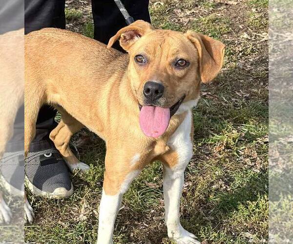 Medium Photo #3 Mutt Puppy For Sale in Martinsburg, WV, USA