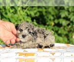 Small #22 Poodle (Toy)